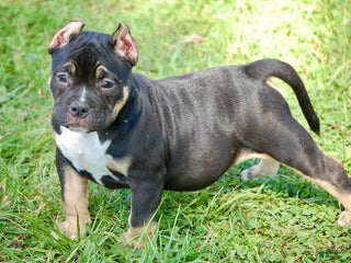 American Bully dogs - Ad 25