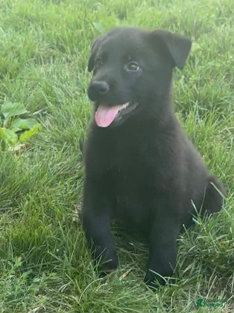 German Shepherd dogs German Shepherd 1 - Ad 2