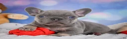 French Bulldog dogs for sale: Tulip - Ad 9