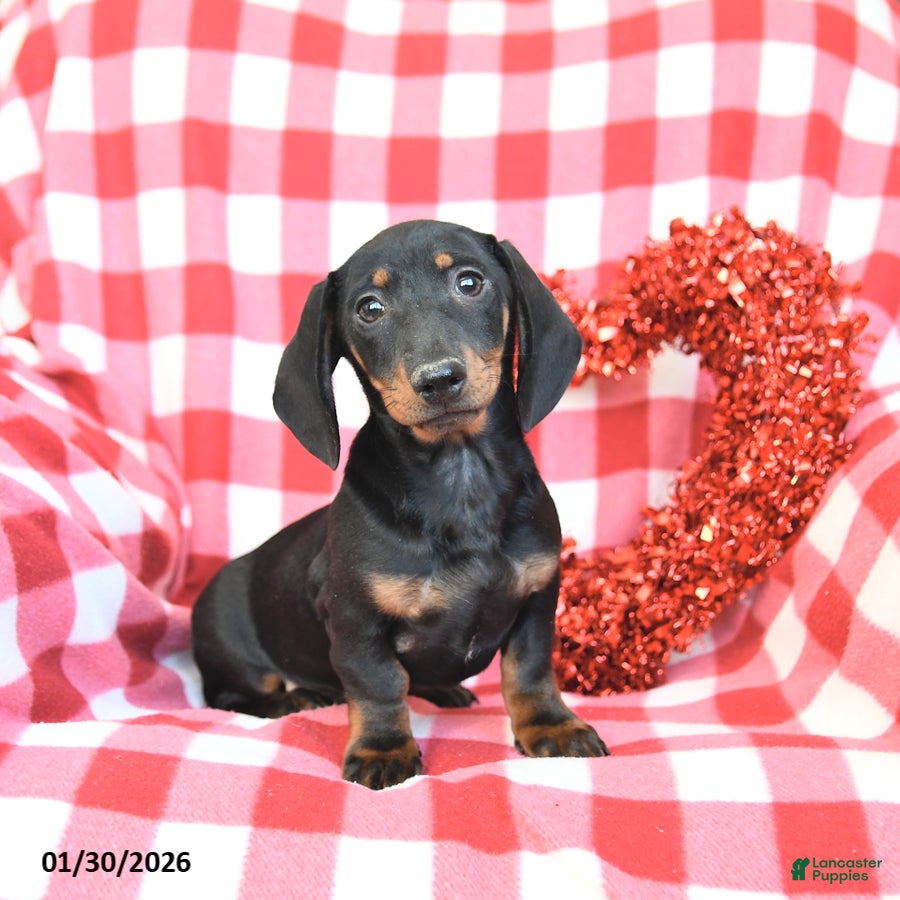 Miniature Dachshund dogs Dasher - Ad 2