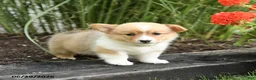Welsh Corgi Pembroke dogs for sale: Pretzle - Ad 3