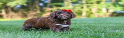 Portuguese Water Dog dogs for sale: Breeze - Ad 5
