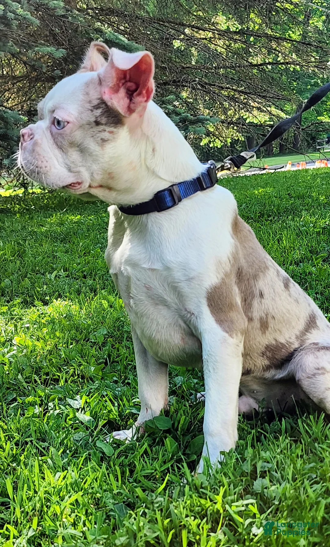 Boston Terrier dogs for sale: Zephyr  - Ad 2
