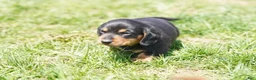 Miniature Dachshund dogs for sale: Shelton - Ad 5