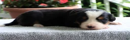 Bernese Mountain Dog dogs for sale: Kristen - Ad 6