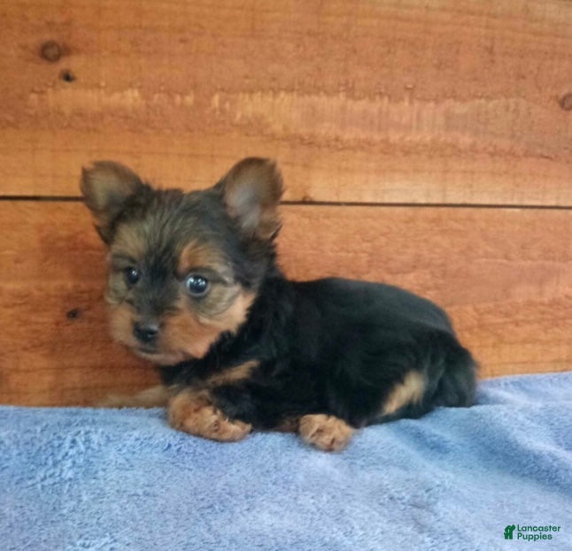Yorkshire Terrier dogs Luna - Ad 2
