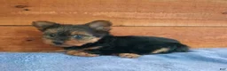 Yorkshire Terrier dogs for sale: Luna - Ad 2