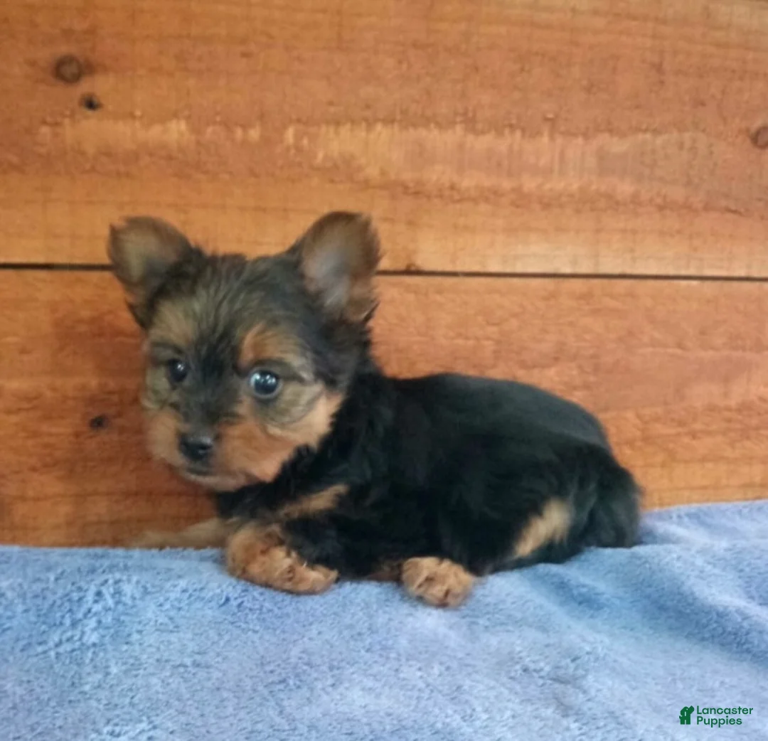 Yorkshire Terrier dogs for sale: Luna - Ad 2