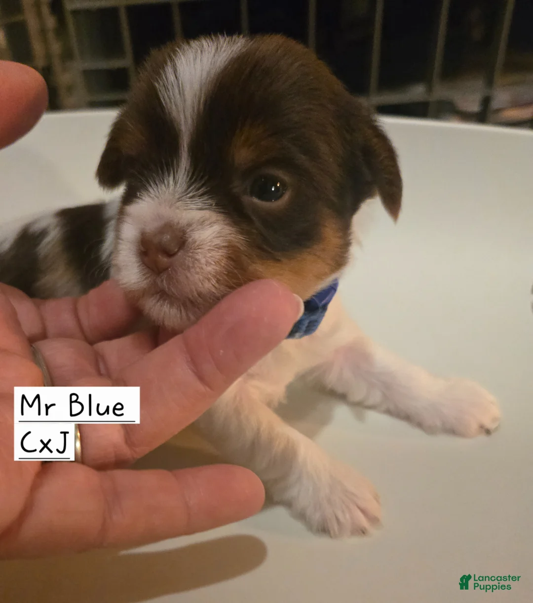 Yorkshire Terrier dogs for sale: Yorkshire Terrier Puppy 1-Mr Green - Ad 2