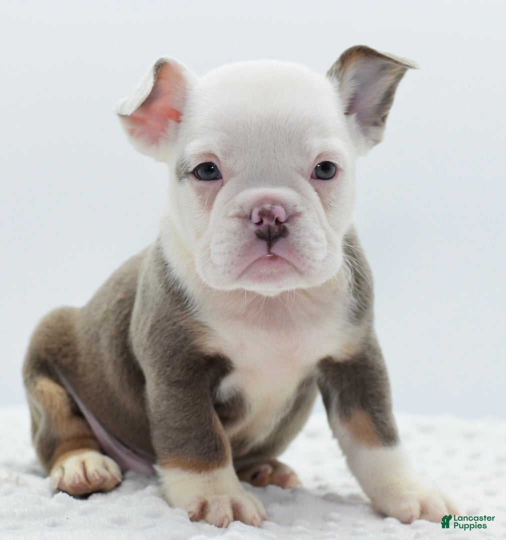 Mixed Breed dogs Lily tricolor hybrid  - Ad 2