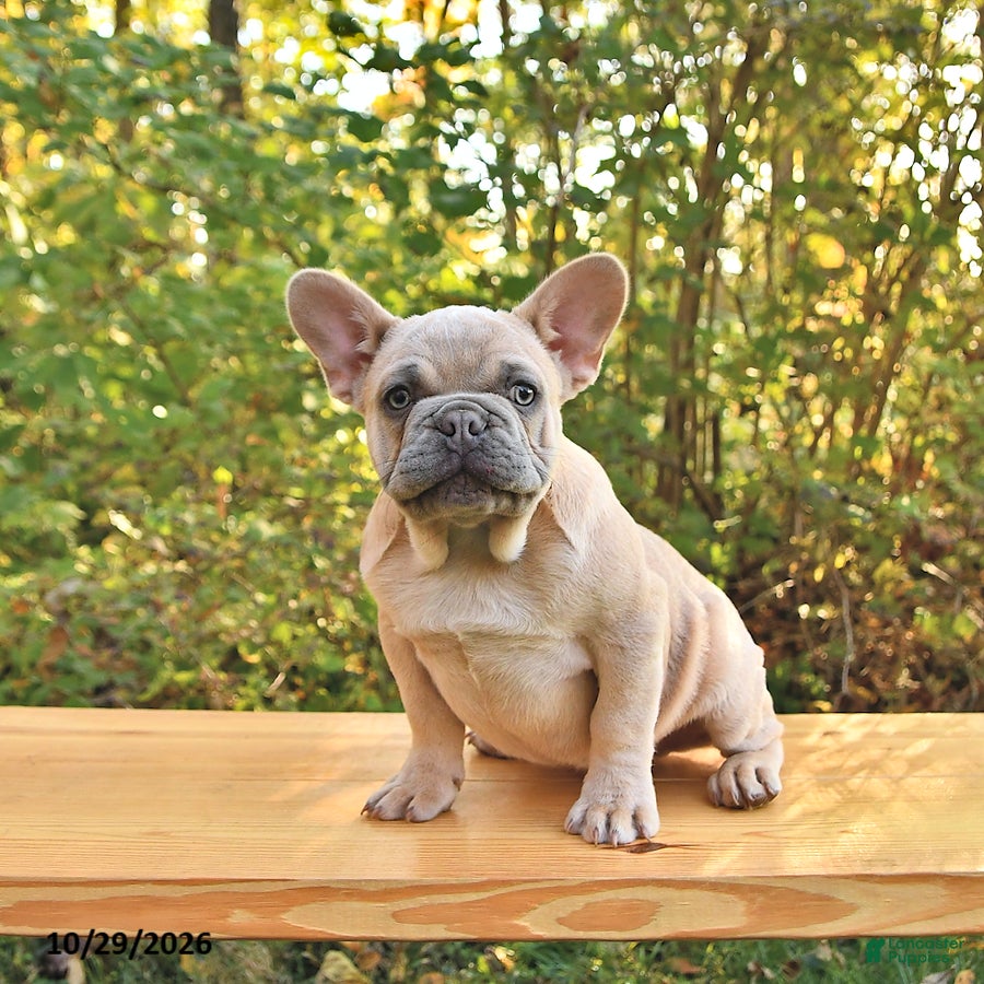 French Bulldog dogs for sale: Boone - Ad 1