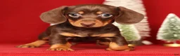 Miniature Dachshund dogs for sale: Ronnie - Ad 3