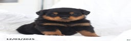 Rottweiler dogs for sale: Kelly - Ad 4
