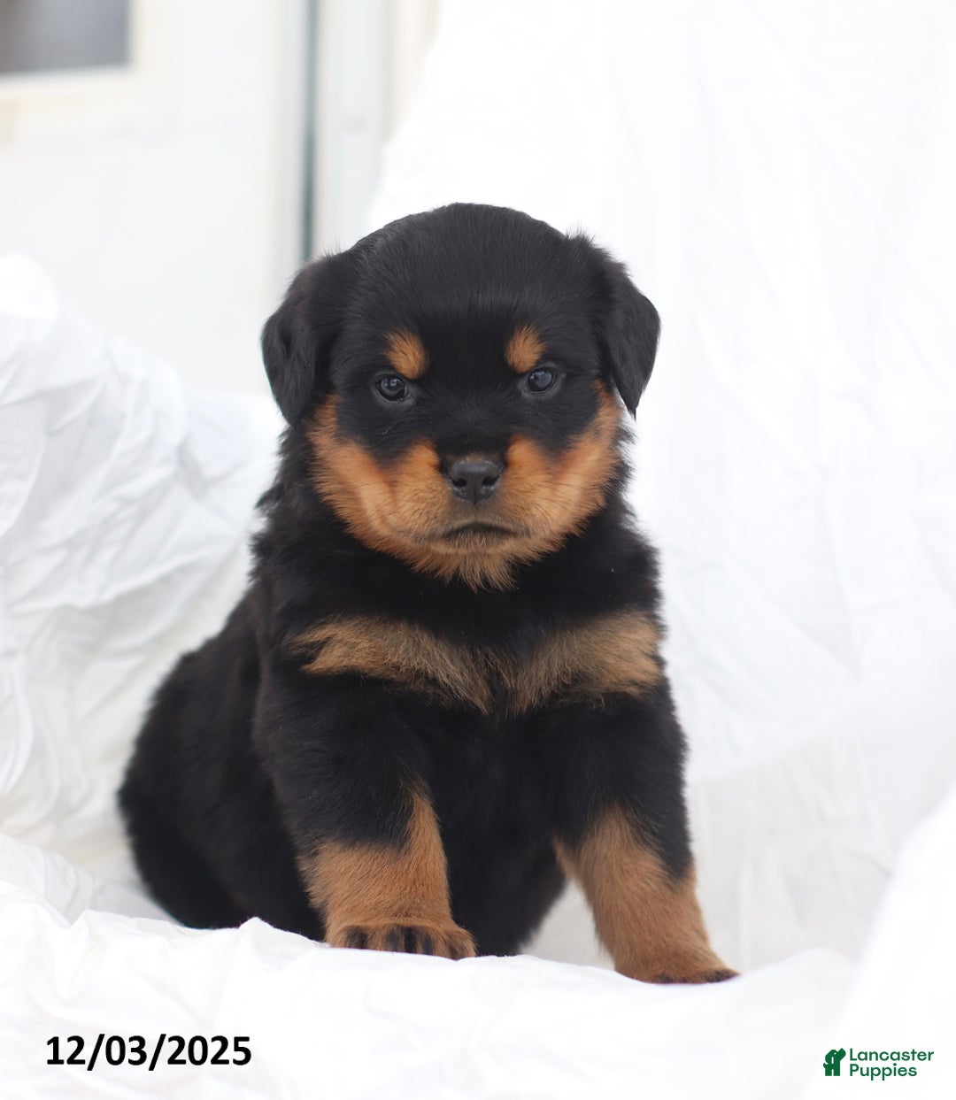 Rottweiler dogs for sale: Kelly - Ad 4