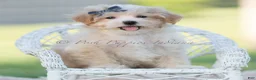 Maltipoo dogs for sale: cash - Ad 2