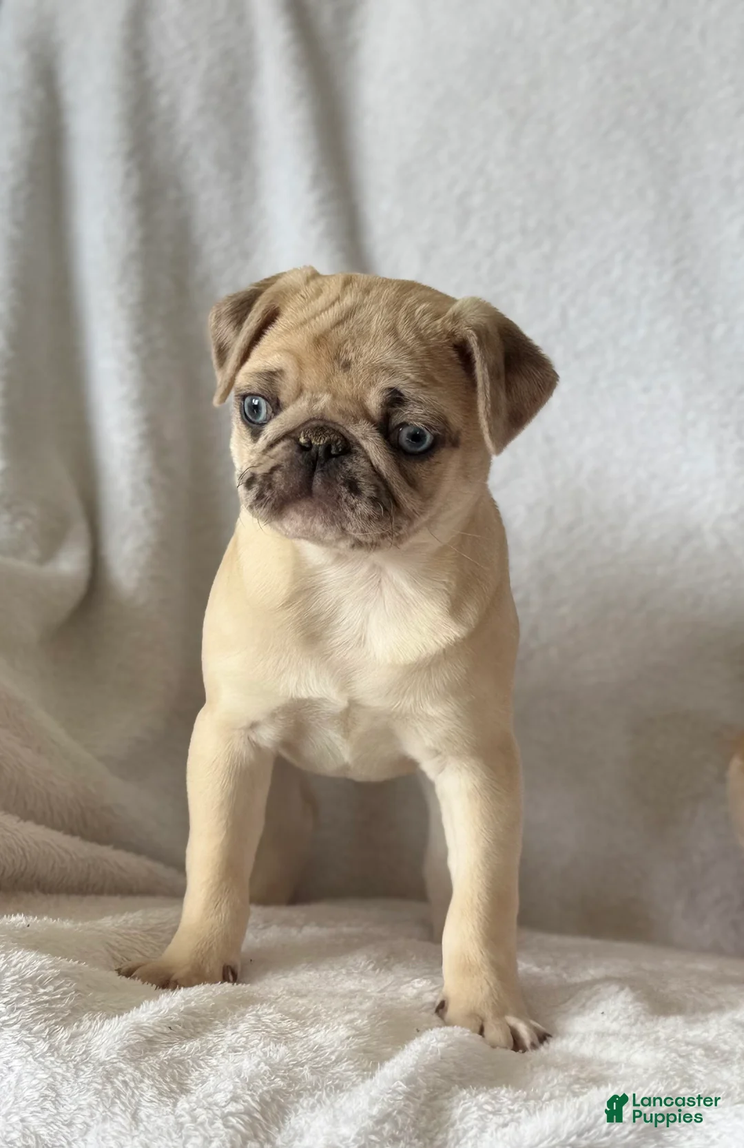 Pug dogs for sale: Poppy - Ad 8