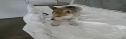 Gerberian Shepsky dogs for sale: Willow - Ad 5