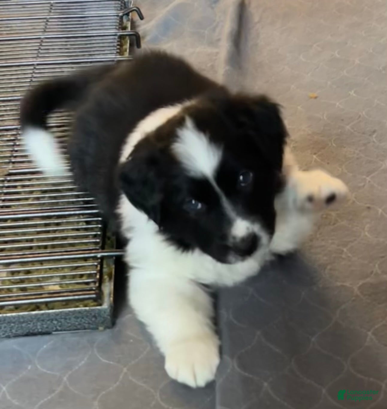 Australian Shepherd dogs Blitzen - Ad 22