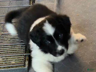 Australian Shepherd dogs Blitzen - Ad 22