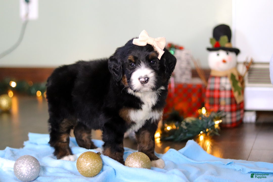 Bernedoodle dogs for sale: Star - Ad 7