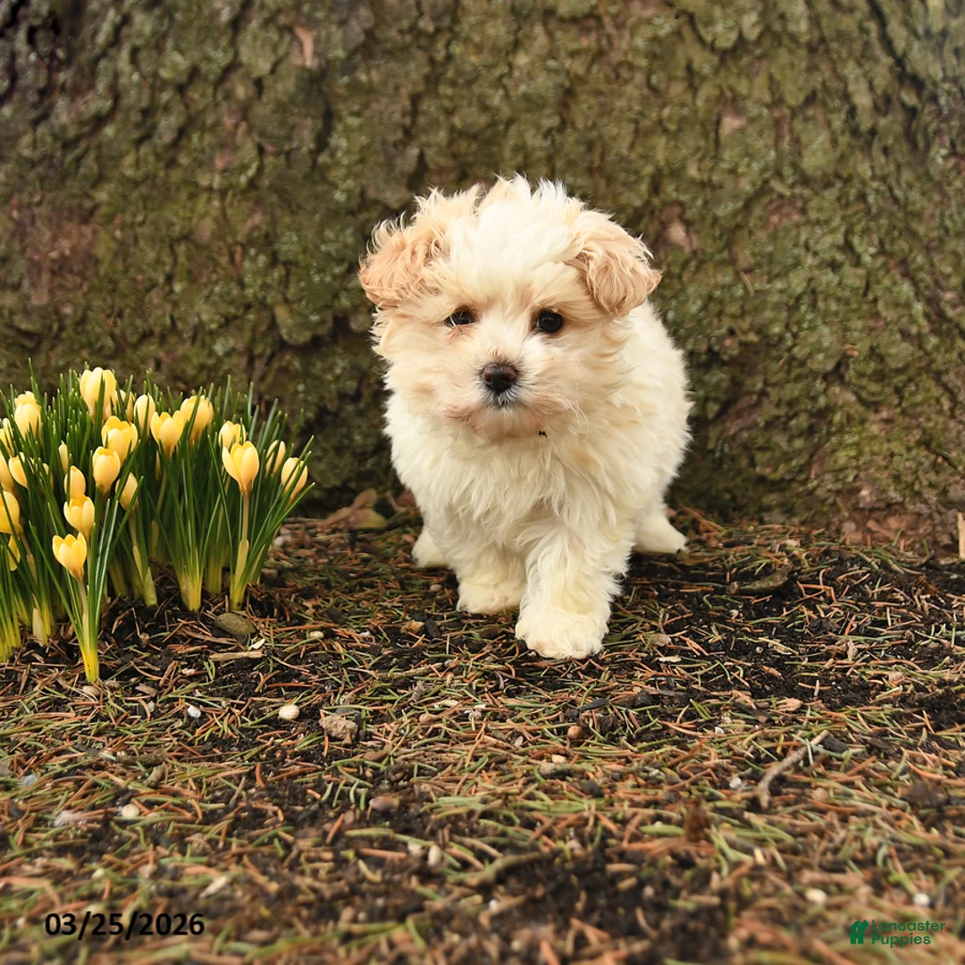 Maltipoo dogs for sale: Twinkle - Ad 1