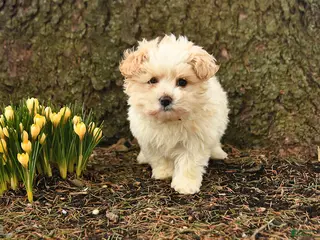 Maltipoo dogs for sale: Twinkle - Ad 2