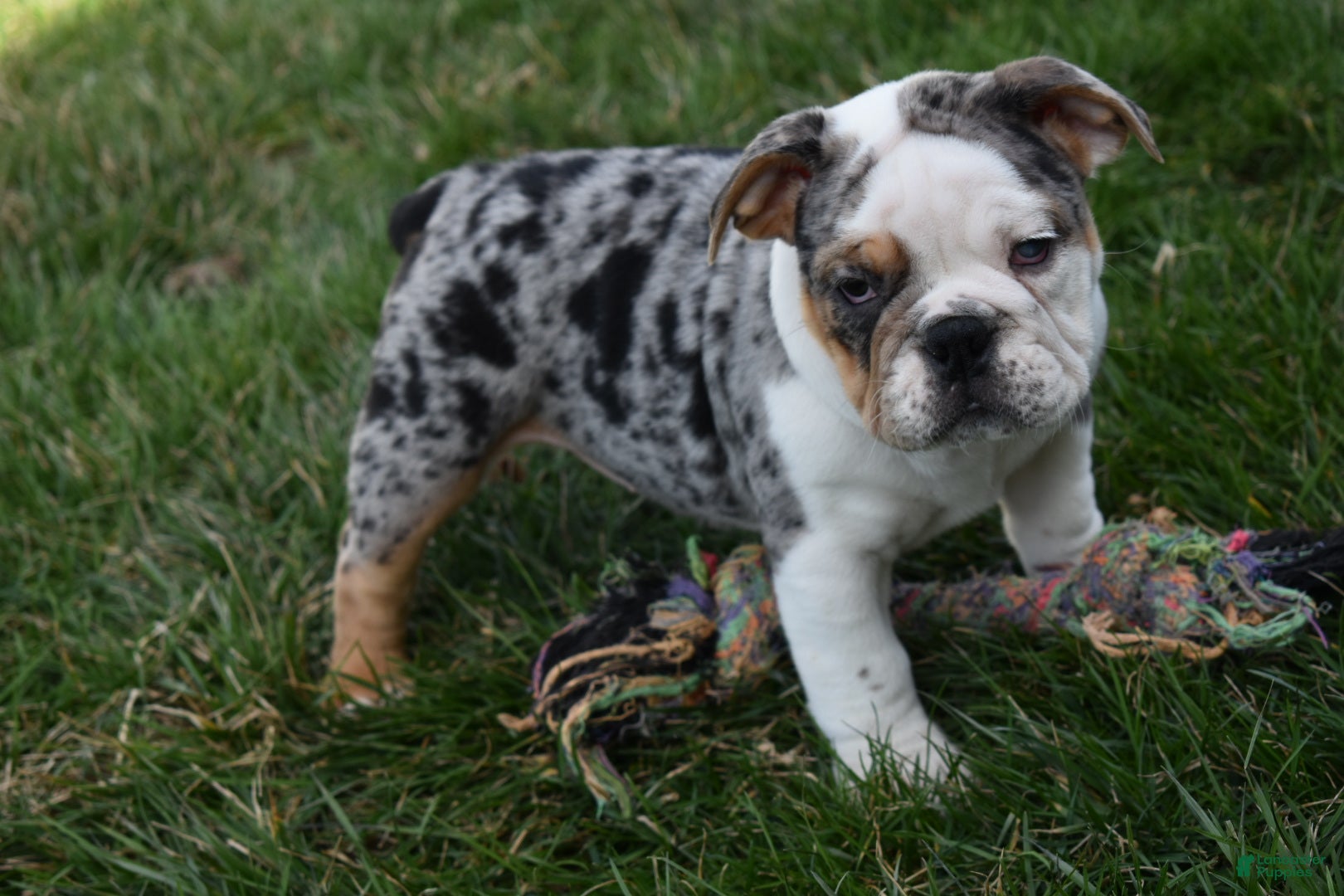 Beabull dogs Trixie  - Ad 1