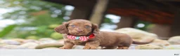 Miniature Dachshund dogs for sale: Otto - Ad 5