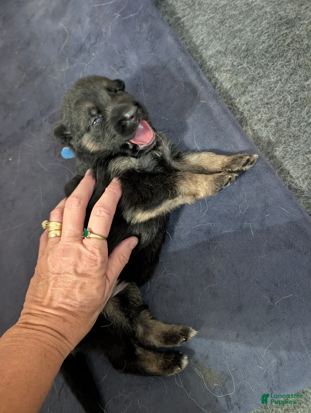 German Shepherd dogs for sale: Ariel - Ad 2