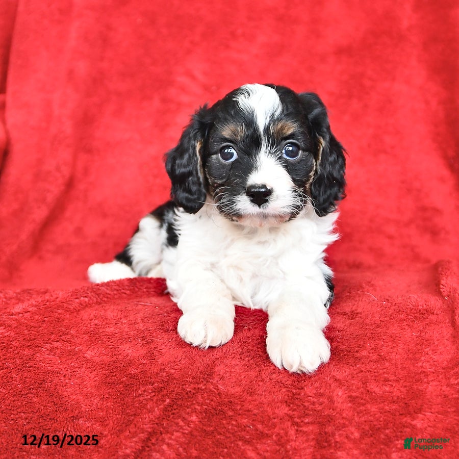 Cavapoo dogs Gus - Ad 2