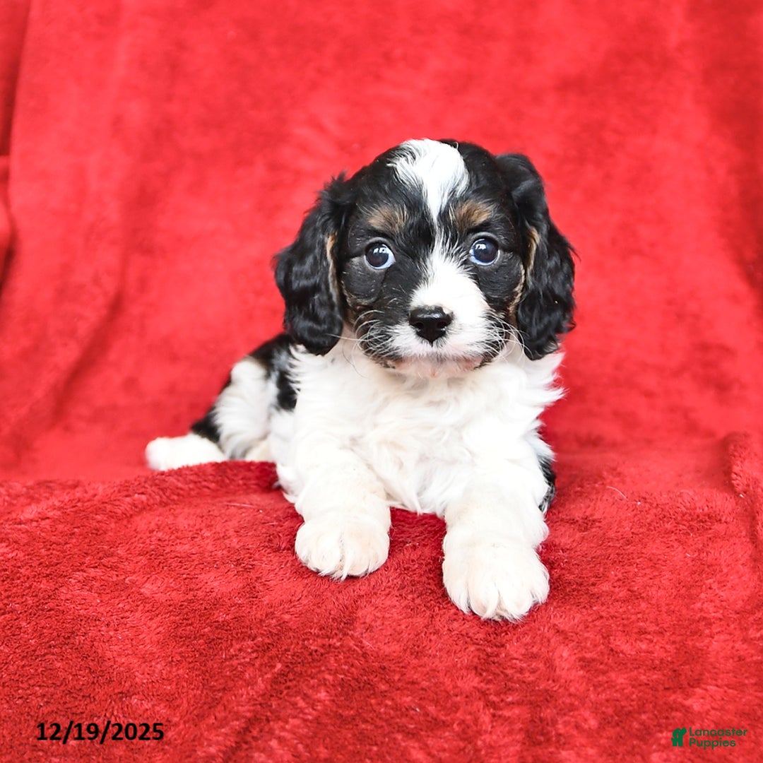 Cavapoo dogs for sale: Gus - Ad 2