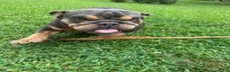 English Bulldog dogs for sale: Maddy - Ad 2