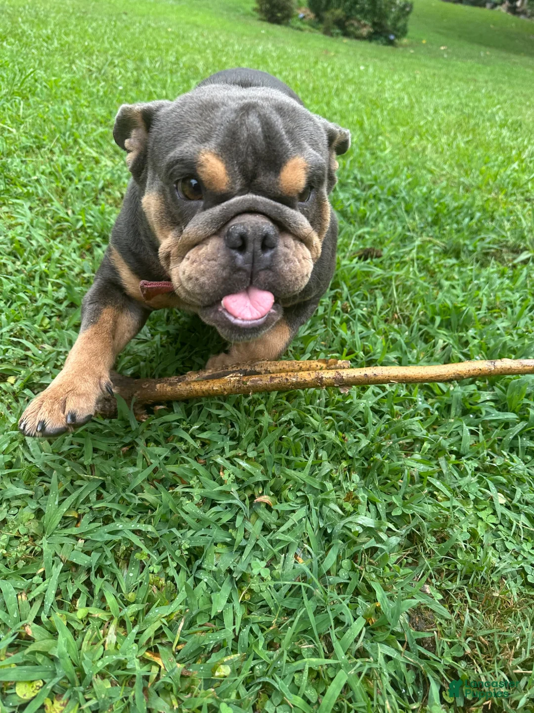 English Bulldog dogs for sale: Maddy - Ad 2