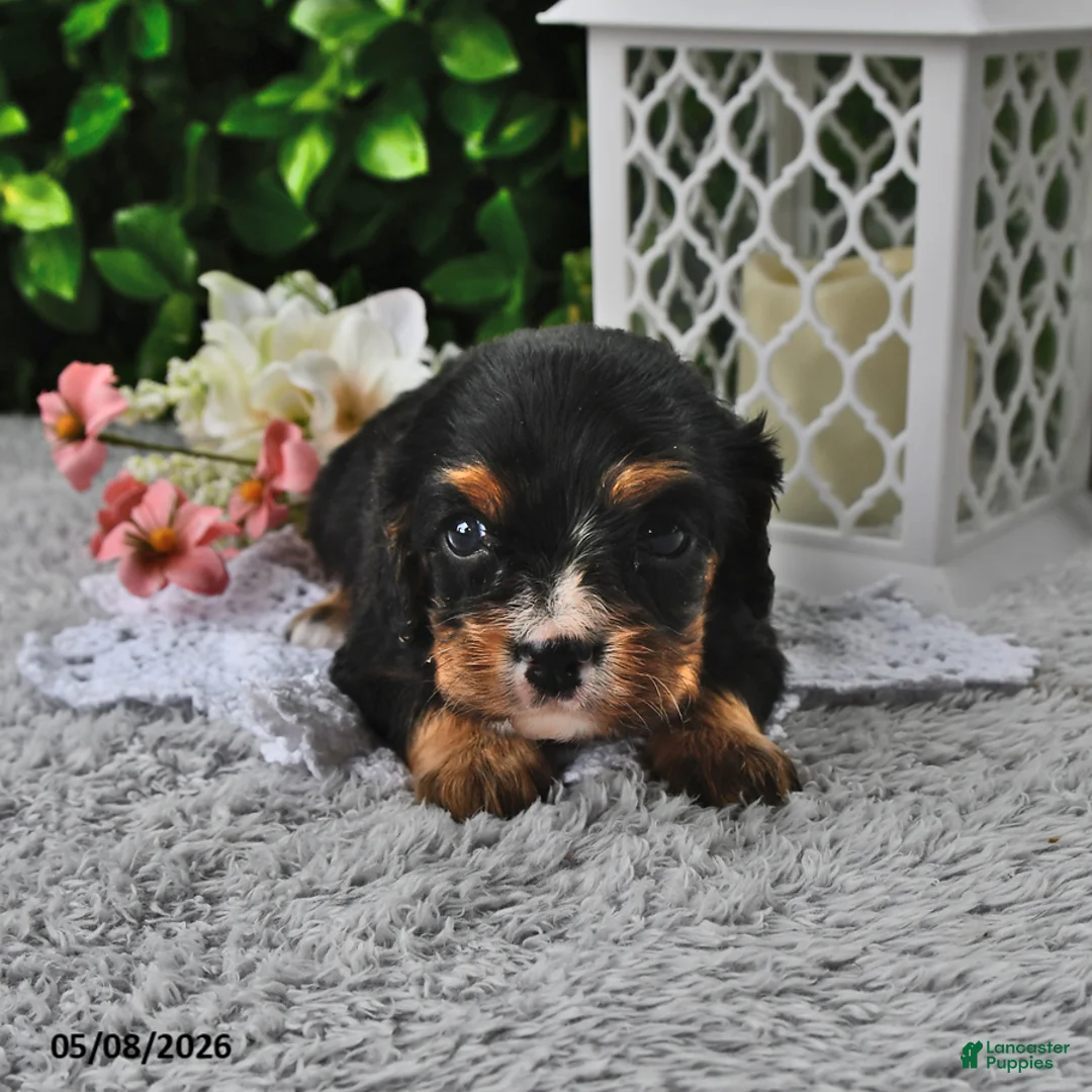Cavachon dogs for sale: Betsy - Ad 1
