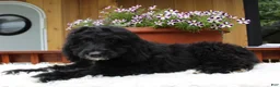 Bernedoodle dogs for sale: Mason - Ad 3