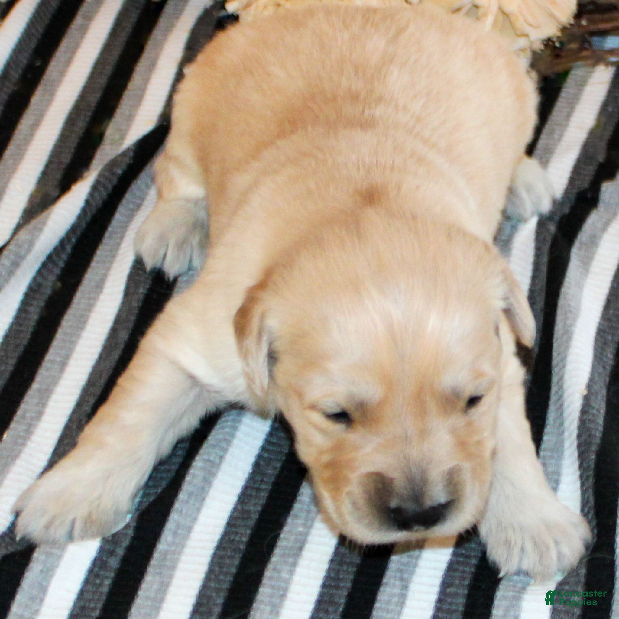 Golden Retriever dogs Ranger Golden Retriever Puppy  - Ad 27