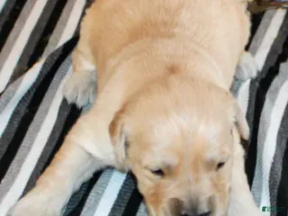 Golden Retriever dogs Ranger Golden Retriever Puppy - Ad 27