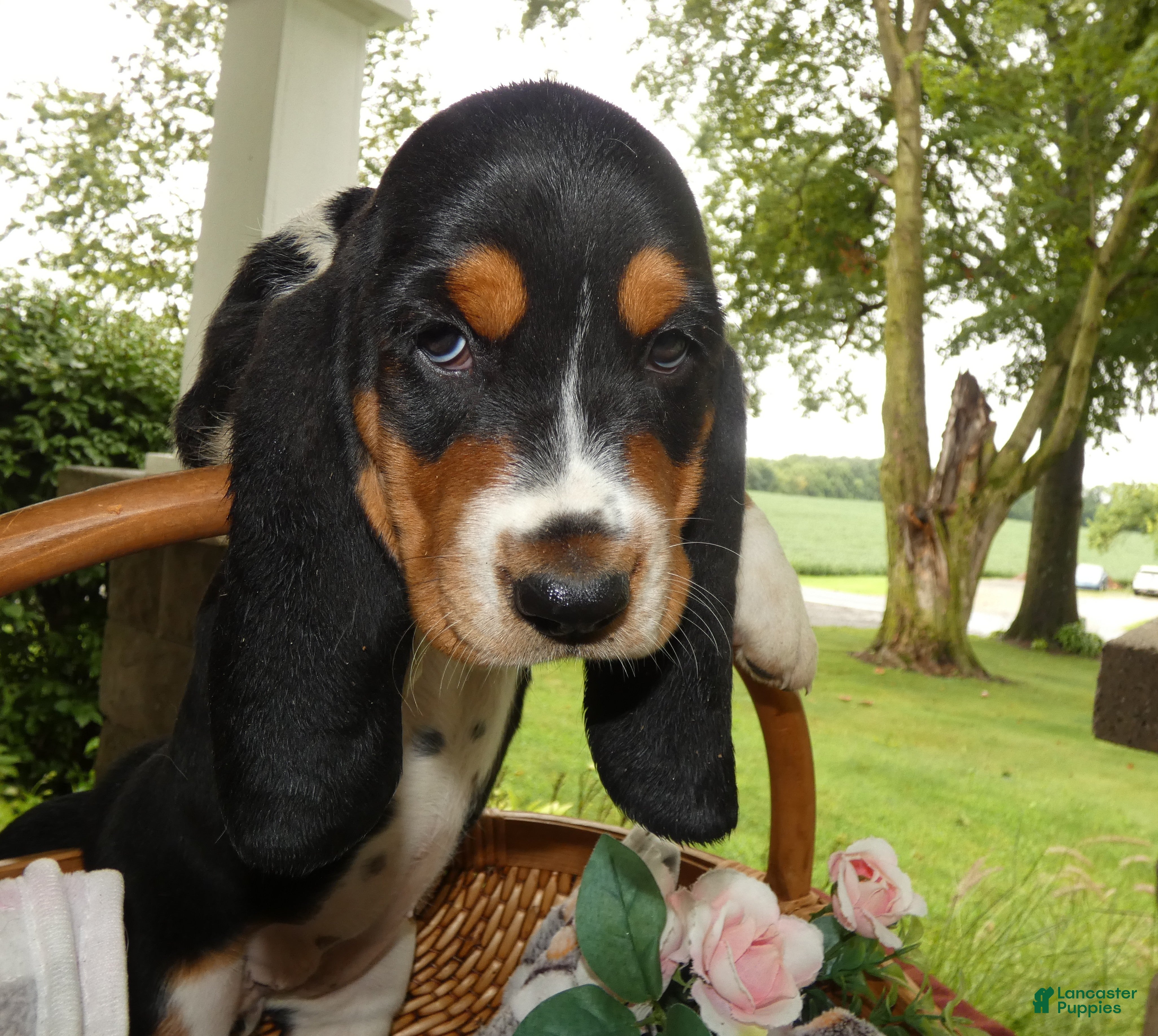 Basset Hound dogs Basset Hound 7 Victoria - Ad 15