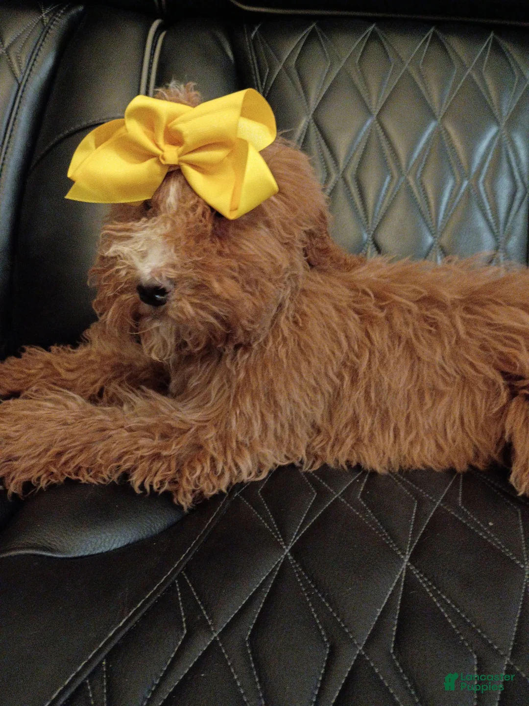 Standard Poodle dogs for sale: Standard Poodle Puppy 2 - Ad 2