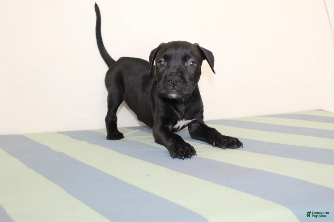 American Bully dogs for sale: American Bully 6 - Ad 2