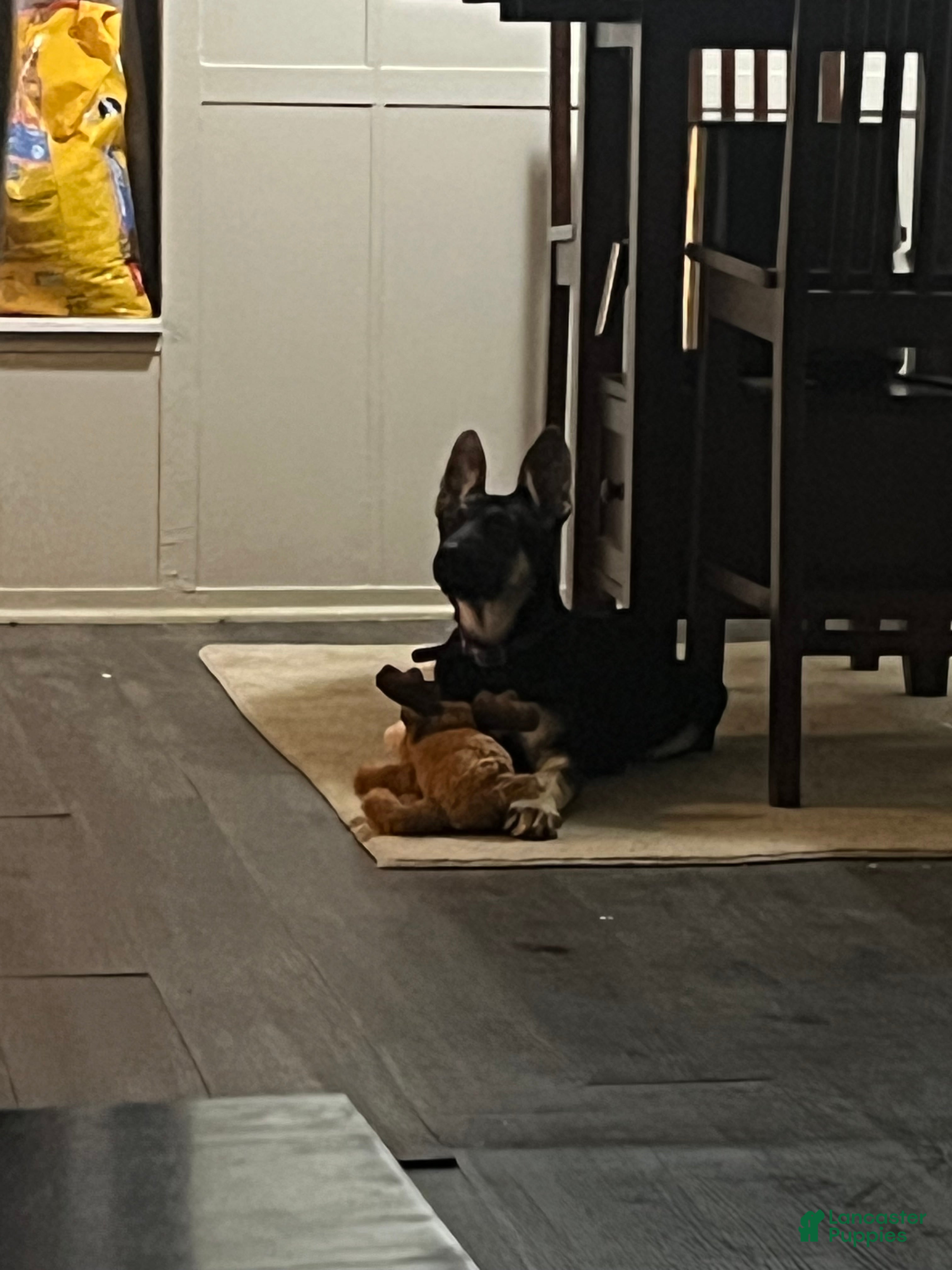 German Shepherd dogs for sale: German Shepherd Puppy 1 - Ad 3