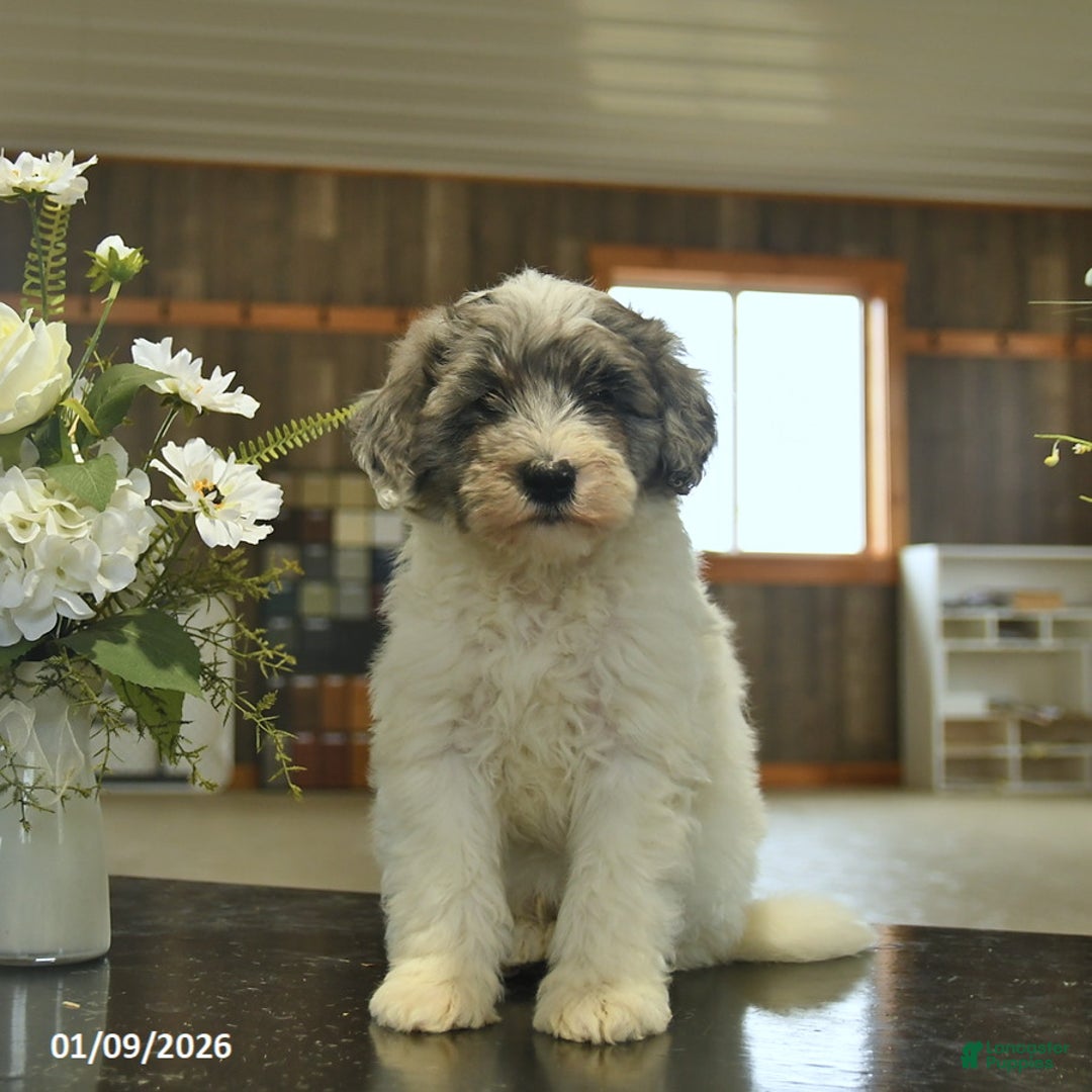 Sheepadoodle dogs for sale: Frodo  - Ad 1