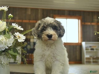 Sheepadoodle dogs Frodo - Ad 2