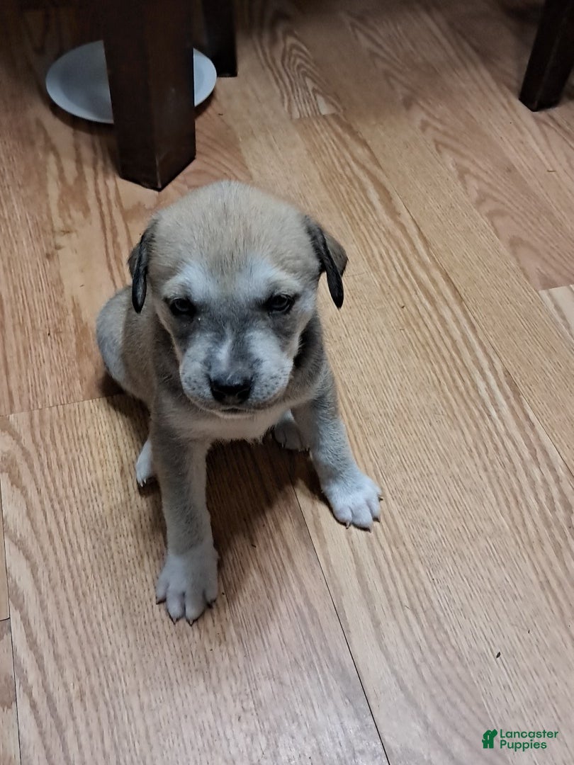 Mixed Breed dogs Lab/Husky Breed Puppies 1-4 - Ad 1