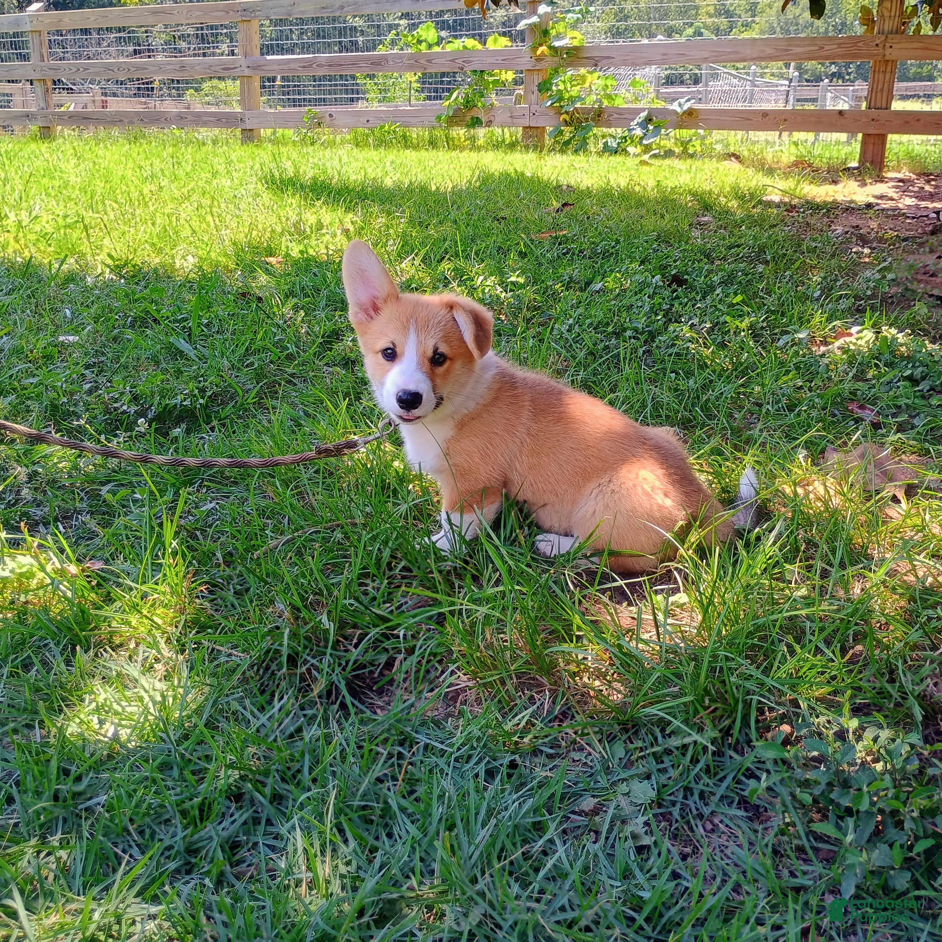 Welsh Corgi Pembroke dogs Walter - Ad 2