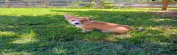 Welsh Corgi Pembroke dogs for sale: Walter - Ad 2