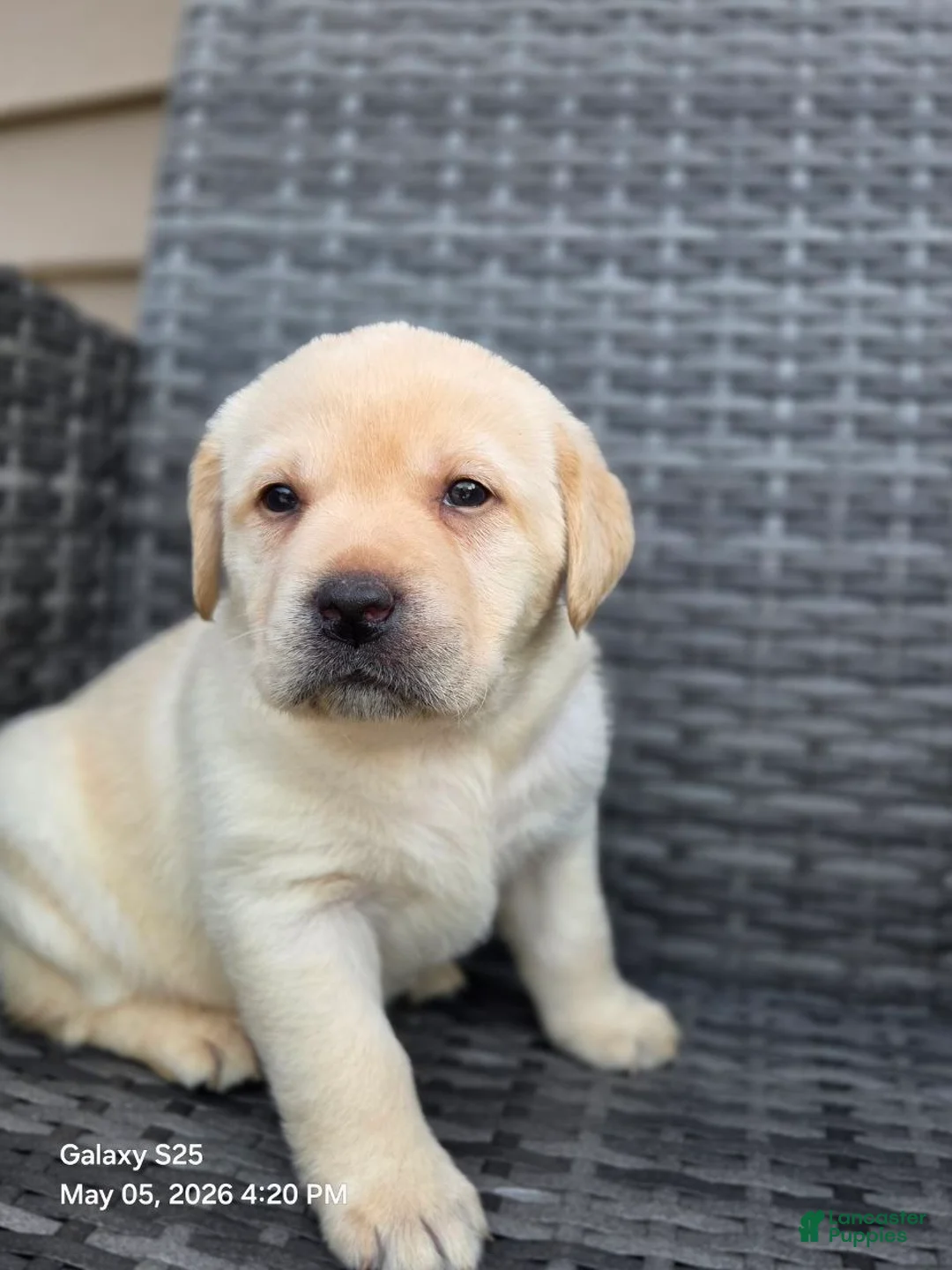 Labrador Retriever dogs for sale: Big Boy  - Ad 2