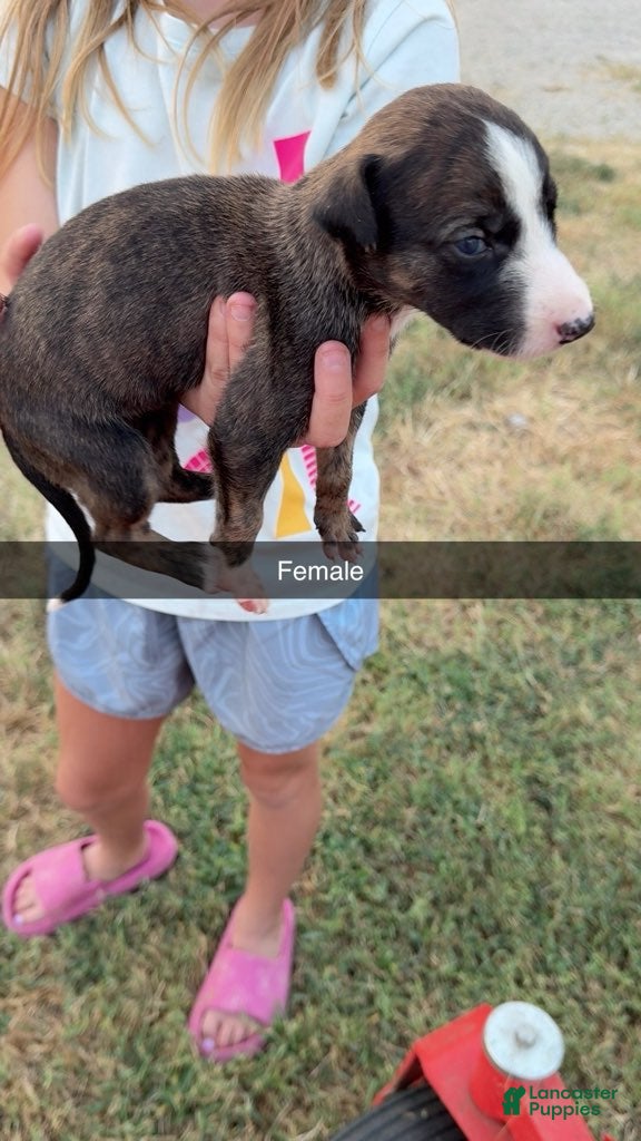 Greyhound dogs Girl 4 - Ad 3