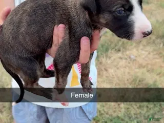 Greyhound dogs Girl 4 - Ad 3