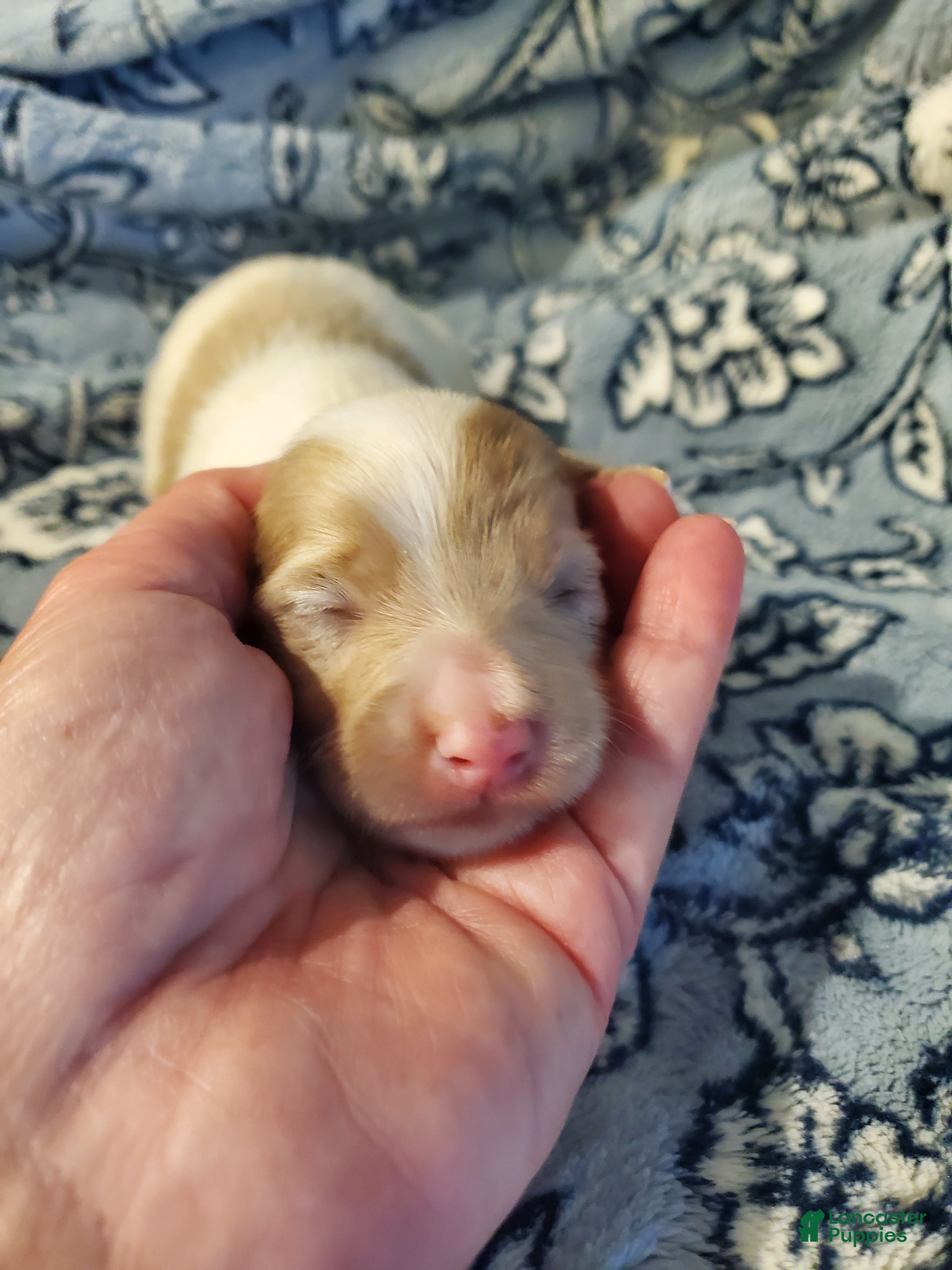 Miniature Dachshund dogs Miniature Dachshund 1 - Ad 14